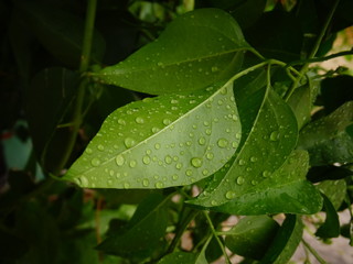 green leaf with water drops