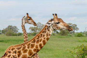 Wild giraffes in african savannah. Tanzania. National park Serengeti