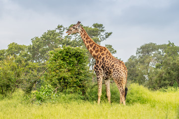 Wild giraffes in african savannah. Tanzania. National park Serengeti