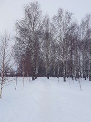 LANDSCAPE, HORIZON, FOREST, TREE, SNOW, WINTER, SKY,