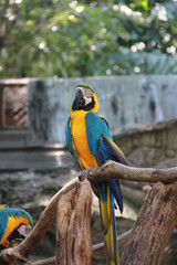 blue and gold macaw
