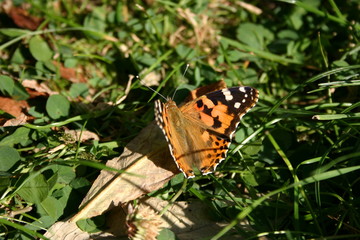 Papillon sur Buddleia-6