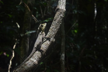 Lizard in the Tree