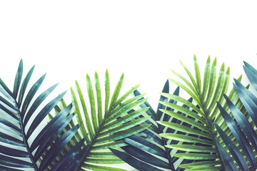 Tropical leaves foliage plant close up with white copy space background.Nature and summer concepts...