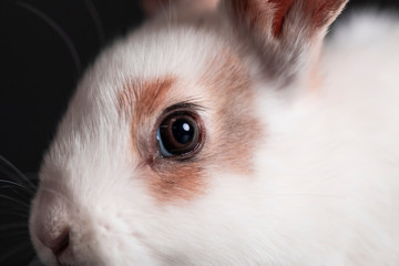 Obraz premium BUNNY
