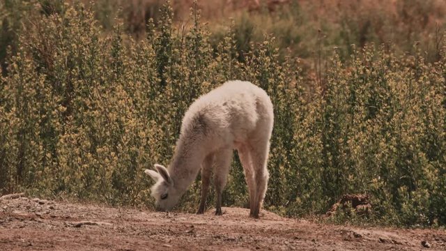 Chilean Baby Llama, Grazing