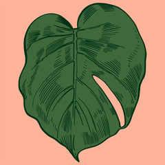 Vector illustration with tropical monstera leaves exotic jungle