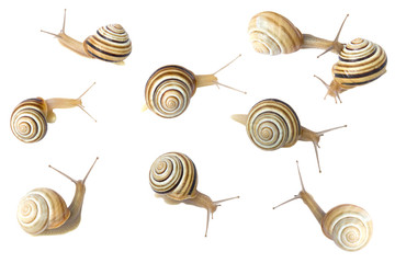 Set of the garden snail isolated on white background