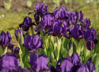 Flowers purple irises in the spring garden. Art photo.