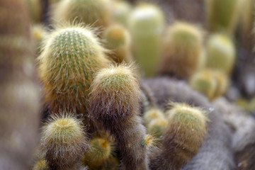 The cactuses