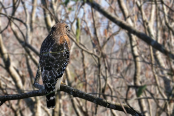 Red-tailed hawk (Buteo jamaicensis) perched in a tree 