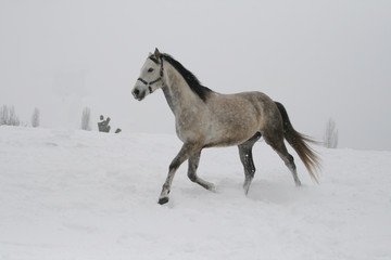  arab horse on a snow slope (hill) in winter. The horse runs at a trot in the winter on a snowy slope. The stallion is a cross between an Arabian and a trakenen breed. Gray