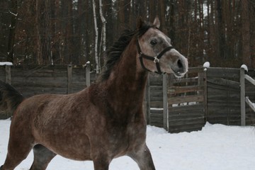 A young Arabian 1-year-old stallion gallops in a pigeon against a fence and a winter forest. The...