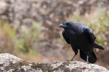Raven - Corvus corax,   portrait and social behavior