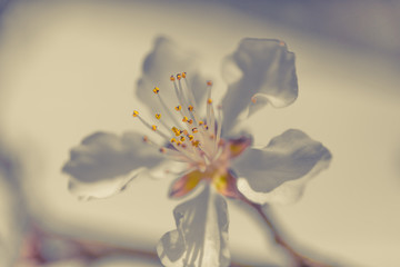 Fototapeta na wymiar Spring Flowers