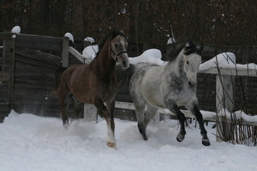 2 Arab horses galloping in the snow in the paddock against a white fence and a winter forest. Senior gelding gray, young foal (1 year old) will be gray. Gelding dominates the foal (clamps ears).