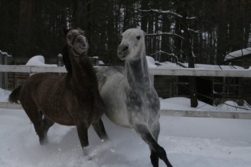 2 Arab horses galloping in the snow in the paddock 