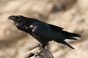 Raven - Corvus corax,   portrait and social behavior