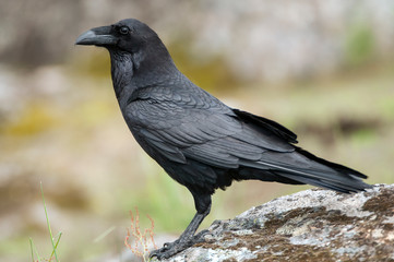 Raven - Corvus corax,   Portrait of body and plumage