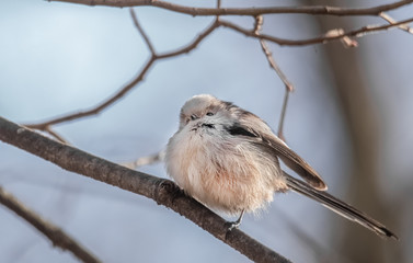 Aufgeplusterte Schwanzmeise