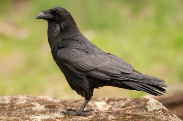 Raven - Corvus corax,   Portrait of body and plumage