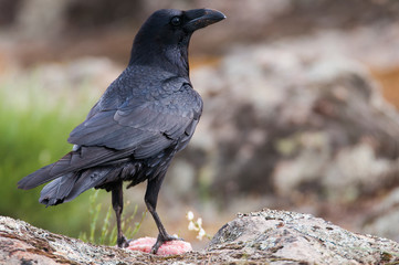 Raven - Corvus corax,   Portrait of body and plumage