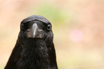 Raven - Corvus corax, Portrait of eyes, head and beak