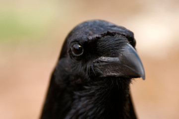 Raven - Corvus corax, Portrait of eyes, head and beak