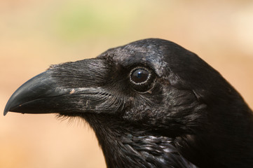 Raven - Corvus corax, Portrait of eyes, head and beak
