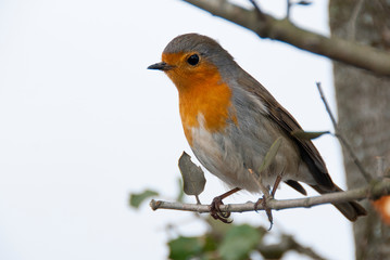 Robin - Erithacus rubecula, standing on a branch