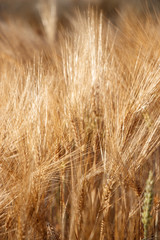 cornfield during sunset