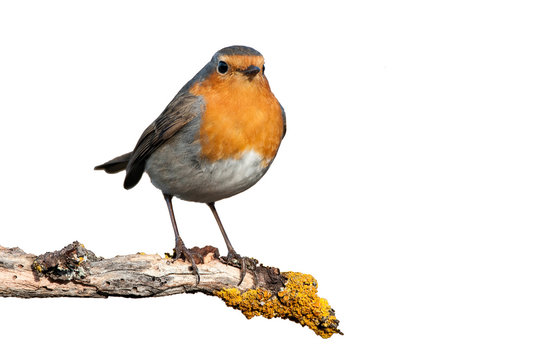 Robin - Erithacus rubecula, standing on a branch with white background © JAH