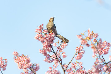 Brown-eared bulbul perches on a branch of a cherry tree blossoming in spring.
