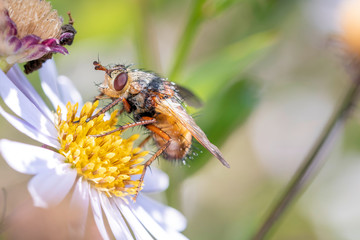 Tetanocera arrogans - marsh fly  on a blossom