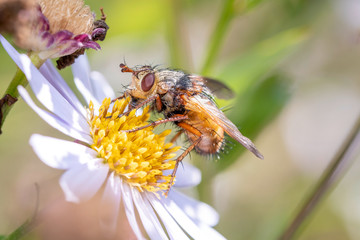 Tetanocera arrogans - marsh fly  on a blossom