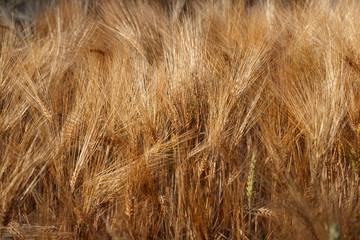 cornfield during sunset