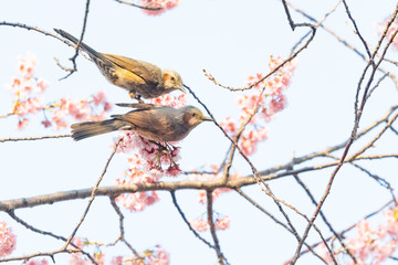 Couple of brown-eared bulbuls perch on a twig of a cherry tree blossoming in spring.