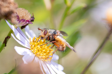 Tetanocera arrogans - marsh fly  on a blossom