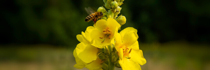 bee collects nectar from the mullein flowers in the meadow.