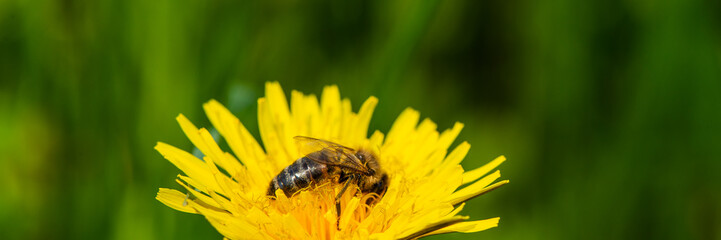 bee collecting nectar from a dandelion in a meadow on a sunny day.