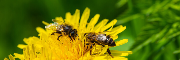 two bees collect nectar from a dandelion in a meadow on a sunny day.