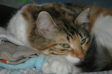 Chat félin domestique-2