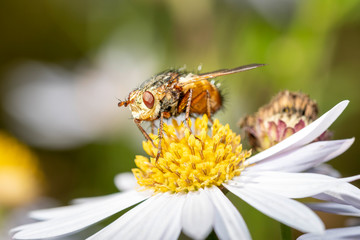 Tetanocera arrogans - marsh fly  on a blossom