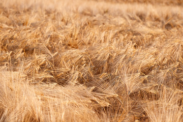 cornfield during sunset