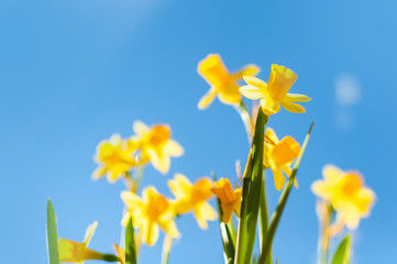 Fototapeta na wymiar Narcissus yellow flowers in the springtime outdoors. Blue sky background. Easter greeting card.