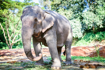 Fototapeta na wymiar Asian Elephant in Nature Park, Chiang mai, Thailand