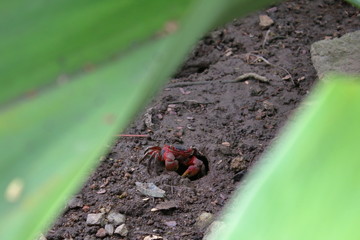 victoria botanical gardens