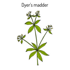 Dyer s madder rubia tinctorum , medicinal plant