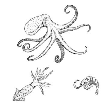 Octopus vulgaris, squid, shrimp, sea wildlife animals