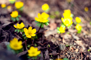 First spring flowers. Yellow winter aconites, blooming outdoors in a garden